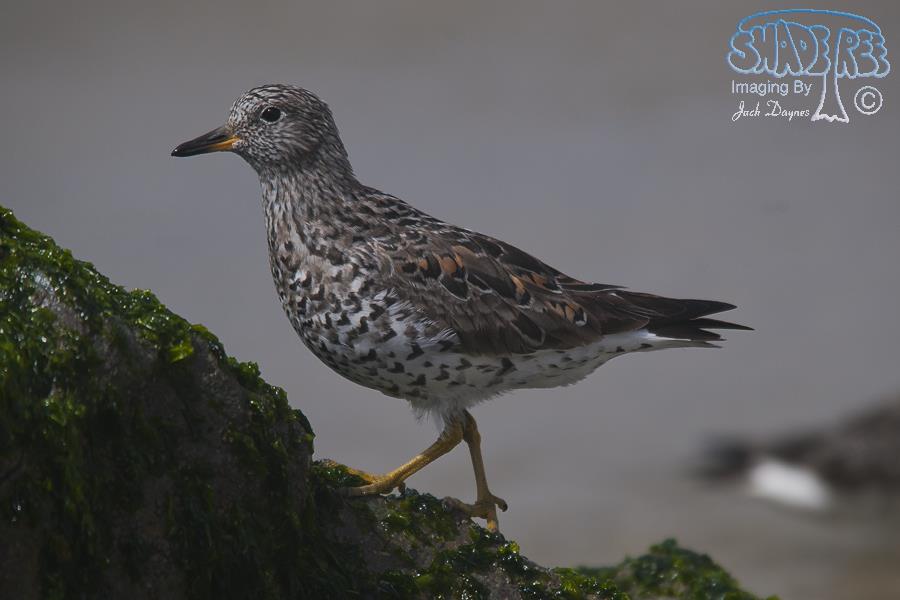 SurfBird - Aphriza virgata