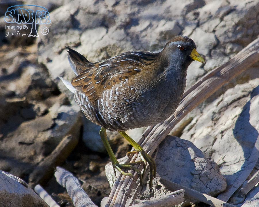 Sora - Porzana carolina