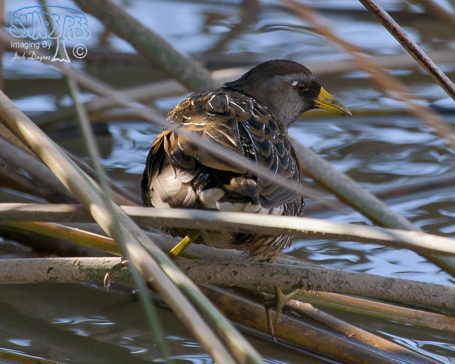 Sora - Porzana carolina