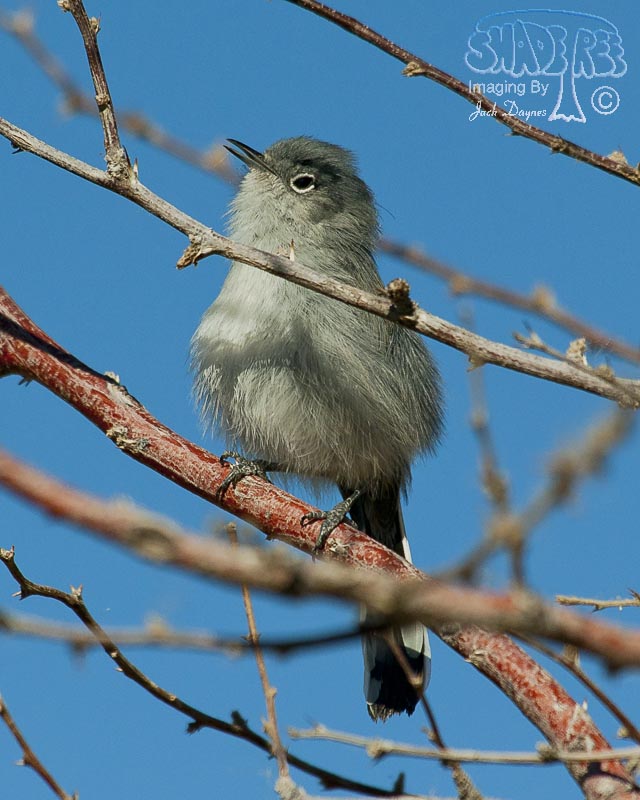 Black-Tailed Gnatcatcher - Polioptila melanura
