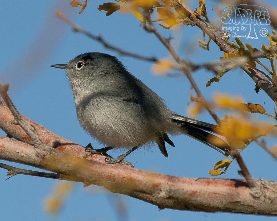 Black-Tailed Gnatcatcher - Polioptila melanura