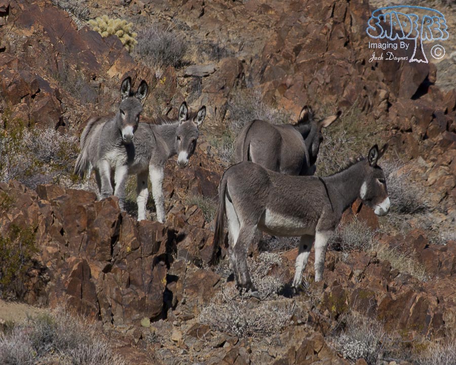 Wild Burro - Equus asinus