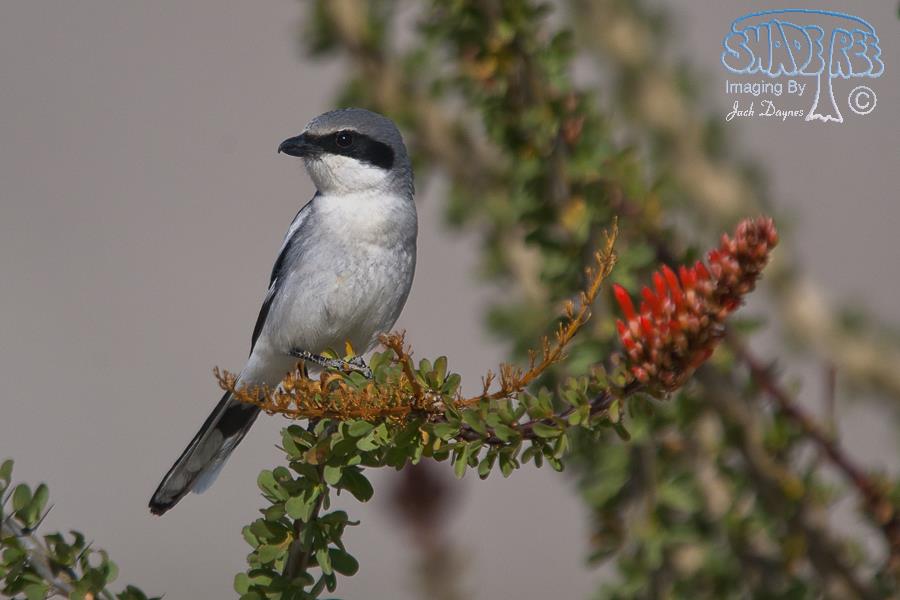 Loggerhead Shrike - Lanius ludovicianus