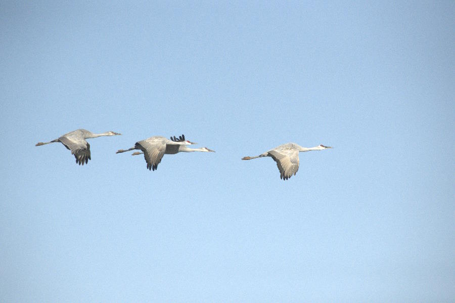 Sandhill Crane - Grus canadensis