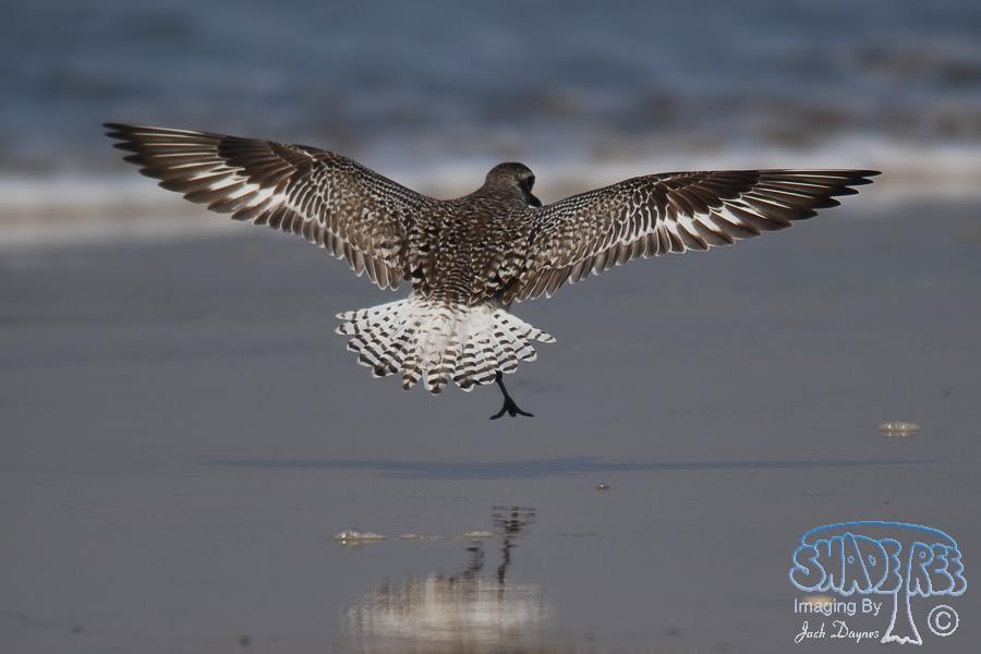 Black-Bellied Plover - Pluvialis squatarola