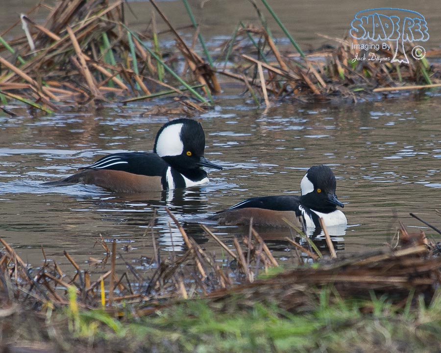 Hooded Merganser - Lophodytes cucullatus