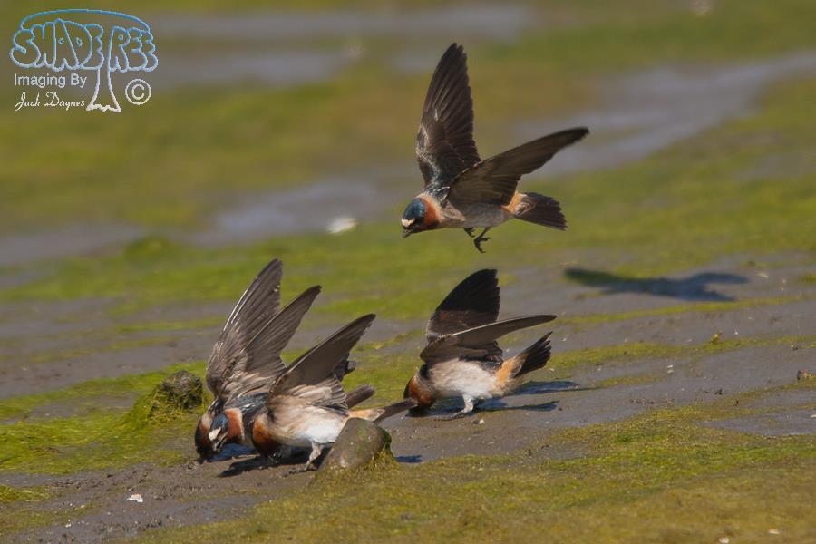 Cliff Swallow - Petrochelidon pyrrhonota