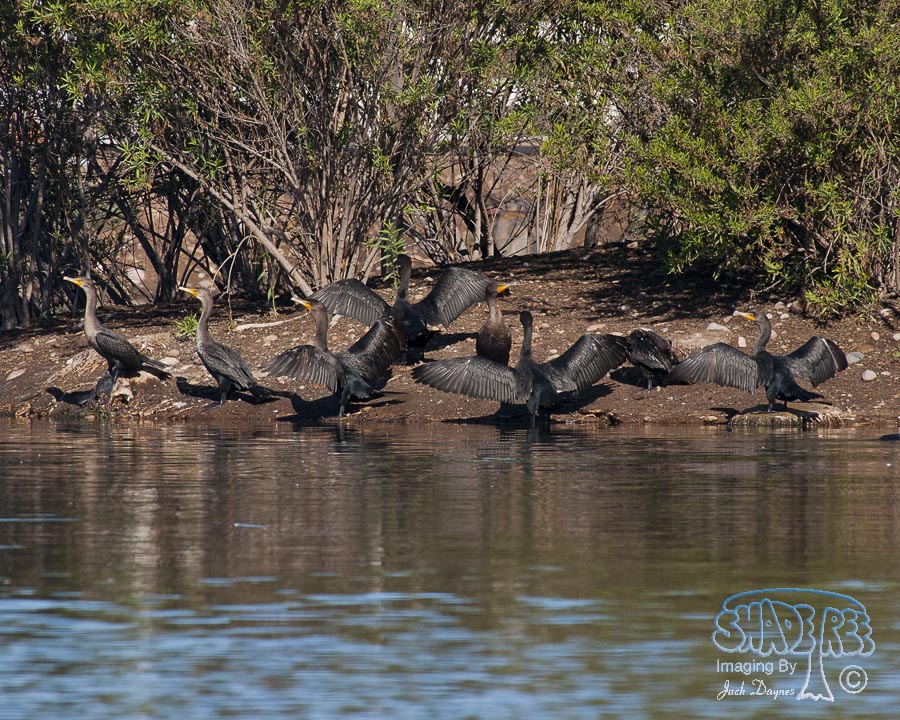 Double-Crested Cormorant - Phalacrocorax auritus