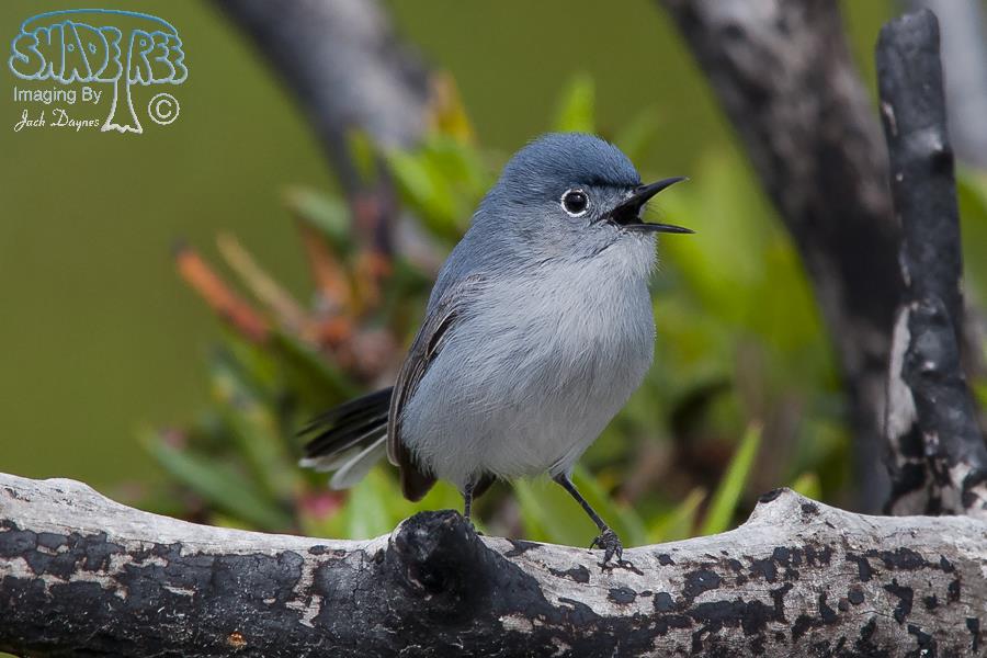 Blue-Gray Gnatcatcher - Polioptila caerulea