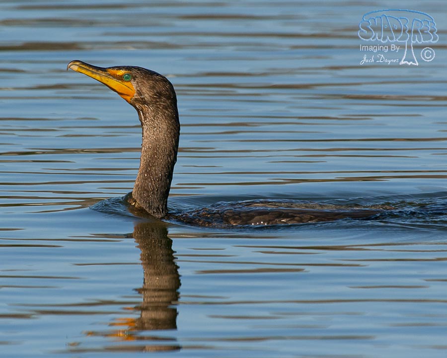 Double-Crested Cormorant - Phalacrocorax auritus