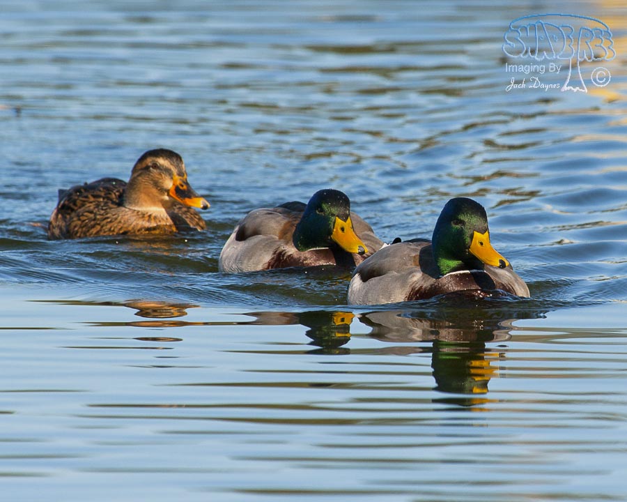 Mallard - Anas platyrhynchos