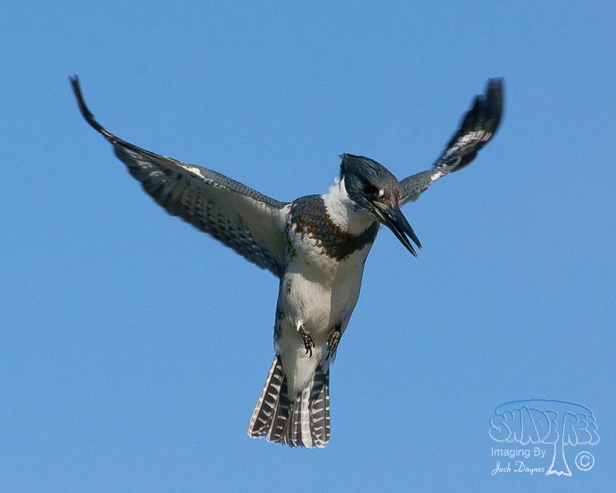 Belted Kingfisher - Ceryle alcyon