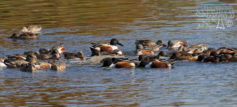 Northern Shoveler - Spatula clypeata