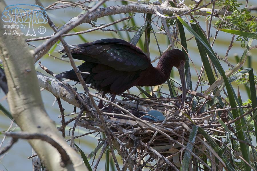 White-Faced Ibis - Plegadis chihi