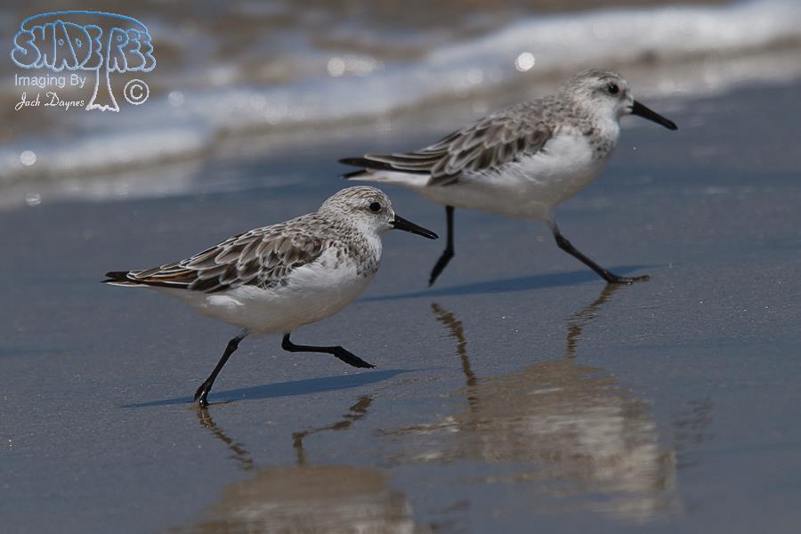 Sanderling - Calidris alba