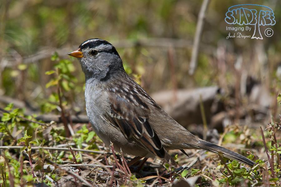 White-Crowned Sparrow - Zonotrichia leucophrys