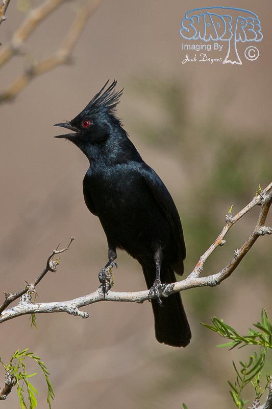 Phainopepla - Phainopepla nitens