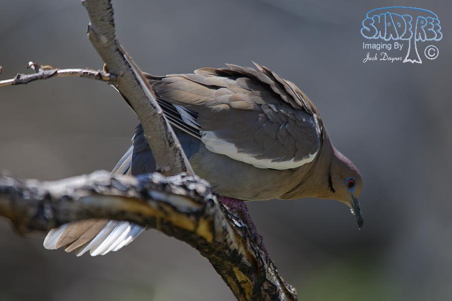 White-Winged Dove - Zenaida asiatica