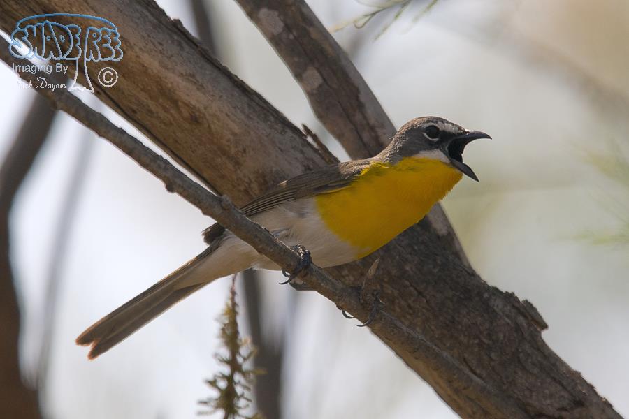 Yellow-Breasted Chat - Icteria virens