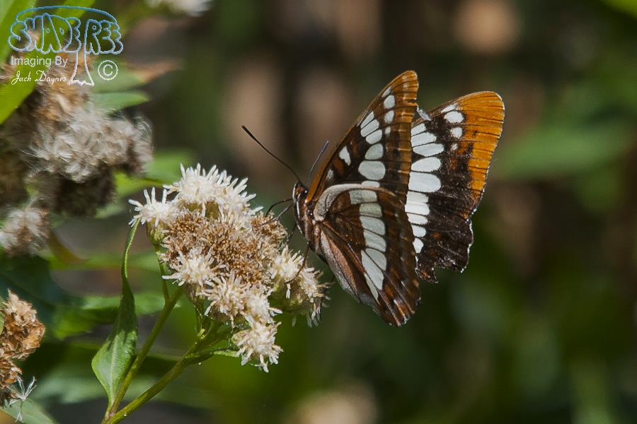 California Sister - Adelpha bredowii