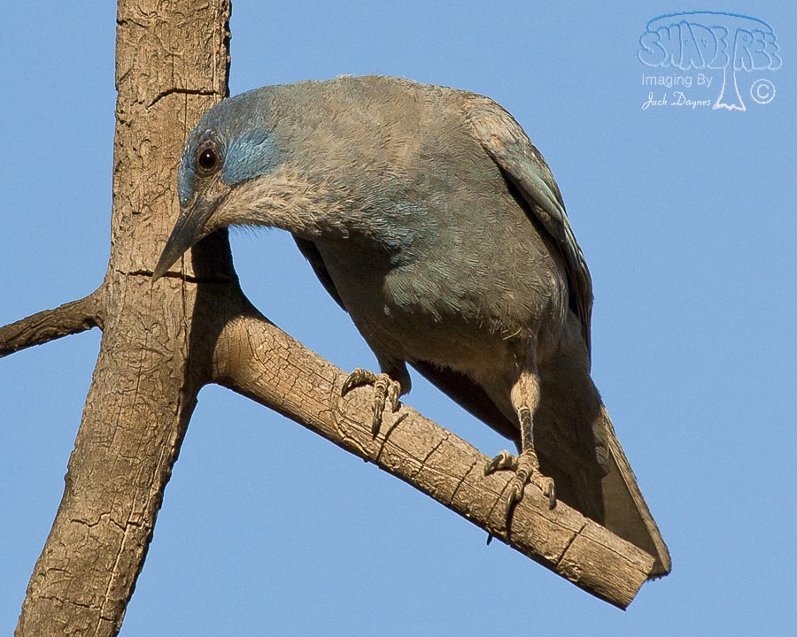Pinyon Jay - Gymnorhinus cyanocephalus