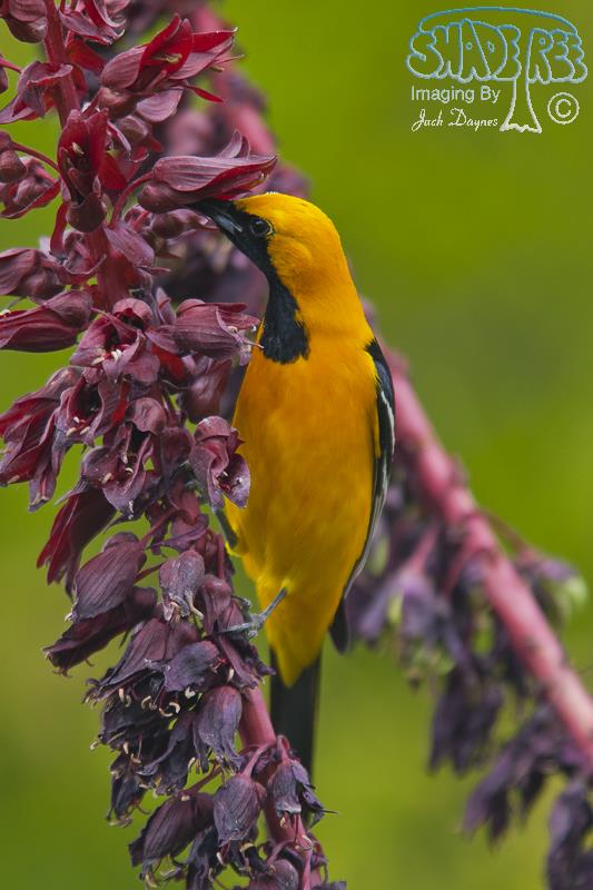 Hooded Oriole - Icterus cucullatus