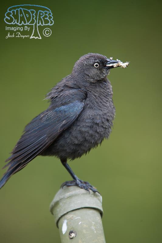 Brewer's Blackbird - Euphagus cyanocephalus