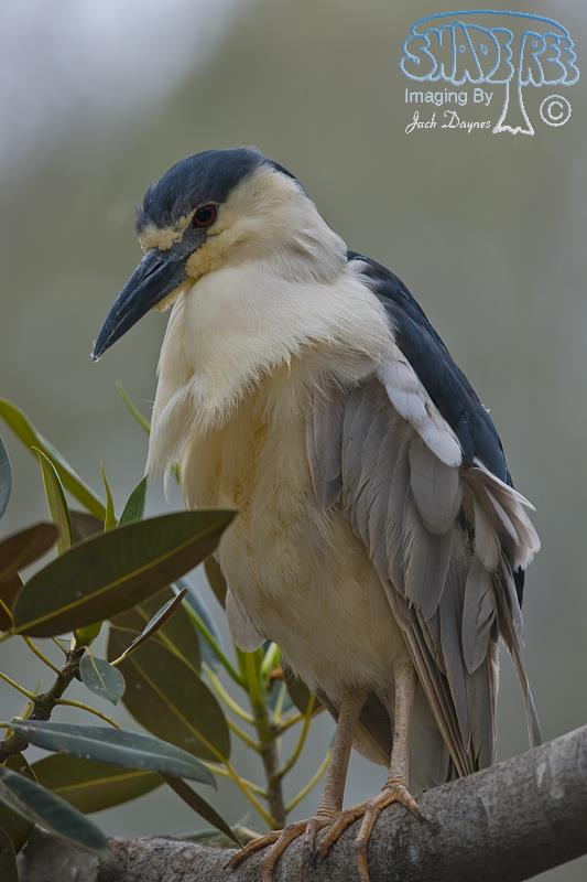 Black-Crowned Night-Heron - Nycticorax nycticorax