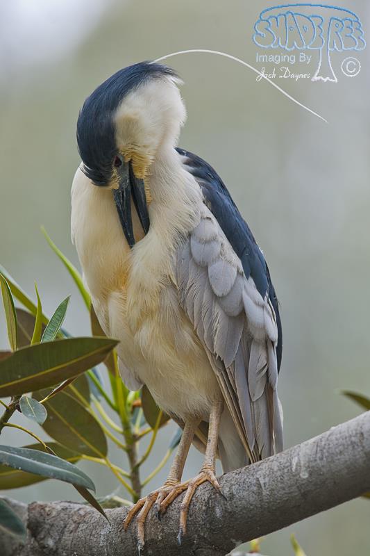 Black-Crowned Night-Heron - Nycticorax nycticorax