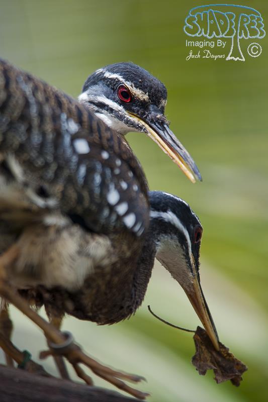 Sunbittern - Eurypyga helias