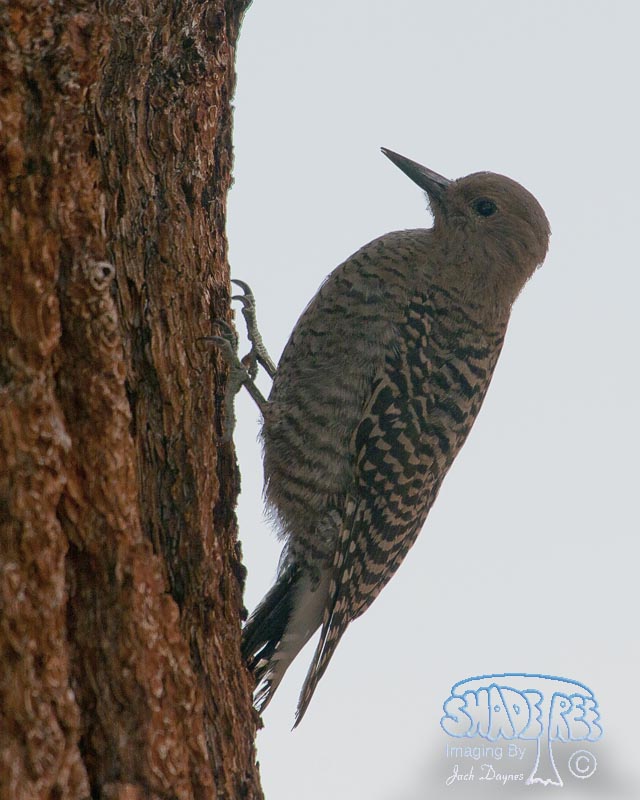 Williamson's Sapsucker - Sphyrapicus thyroideus