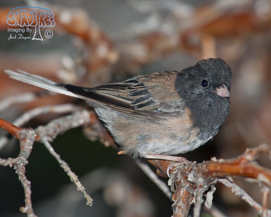 Dark-Eyed Junco - Junco hyemalis