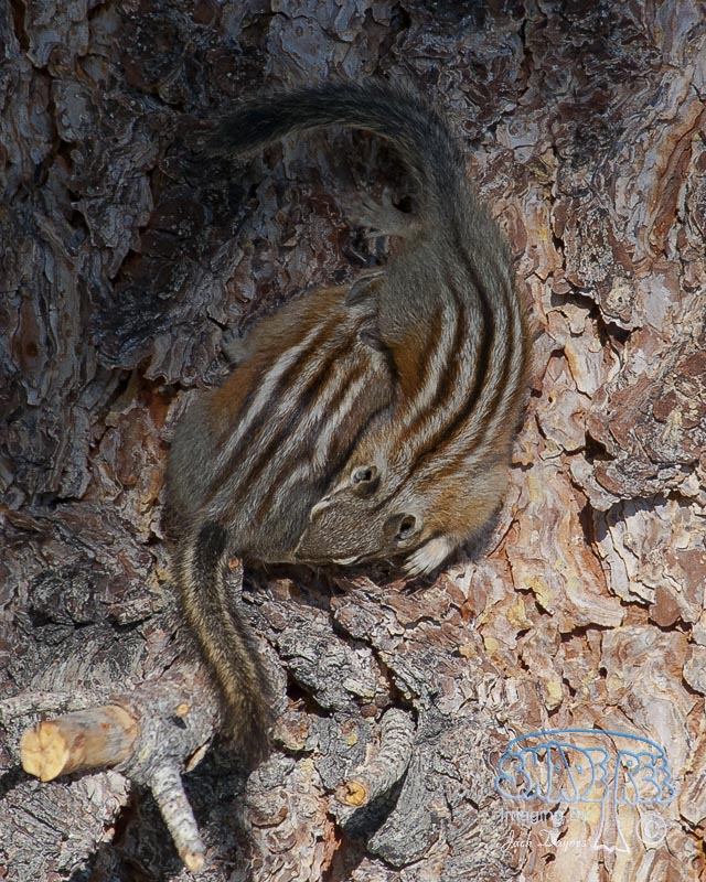 Chipmunk - Tamias sp.