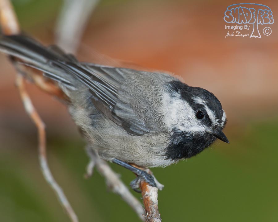 Mountain Chickadee - Poecile gambeli