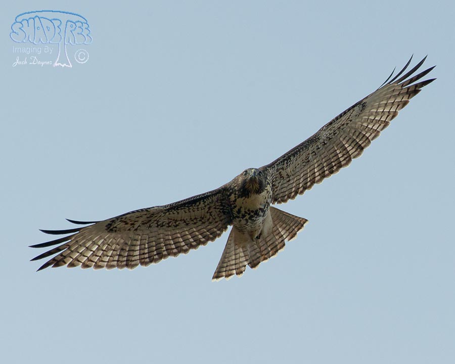 Red-Tailed Hawk - Buteo jamaicensis