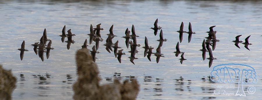 Wilson's Phalarope - Phalaropus tricolor