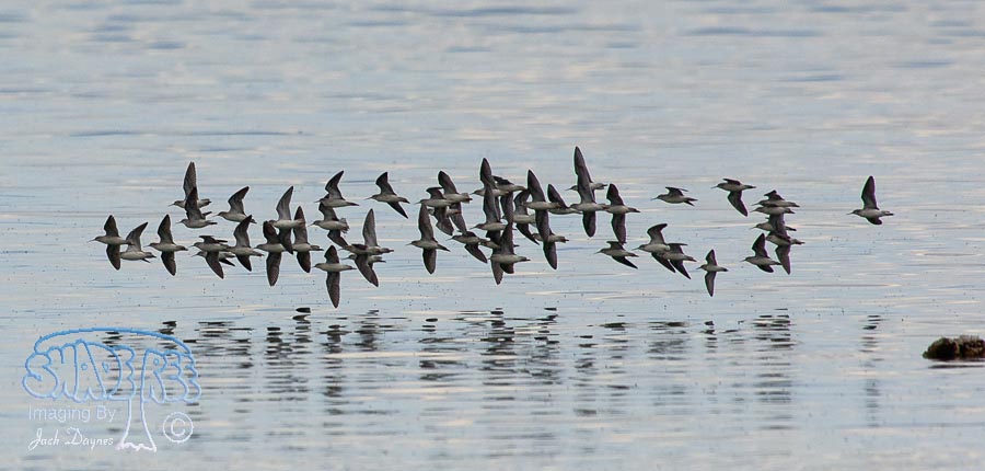 Wilson's Phalarope - Phalaropus tricolor