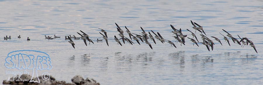 Wilson's Phalarope - Phalaropus tricolor