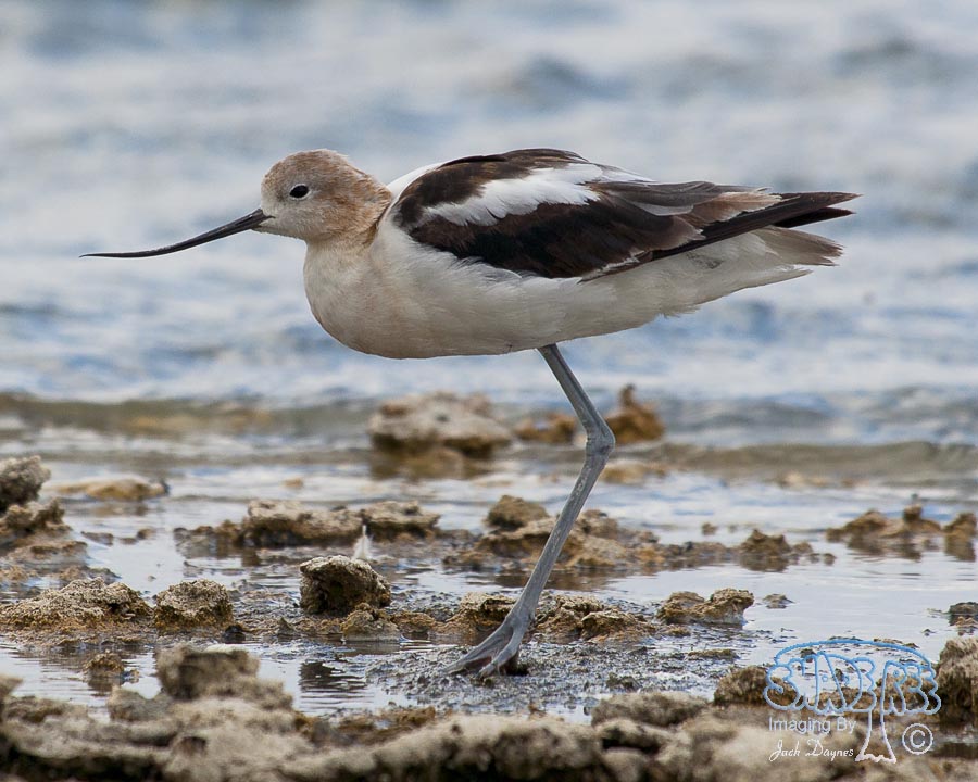 American Avocet - Recurvirostra americana