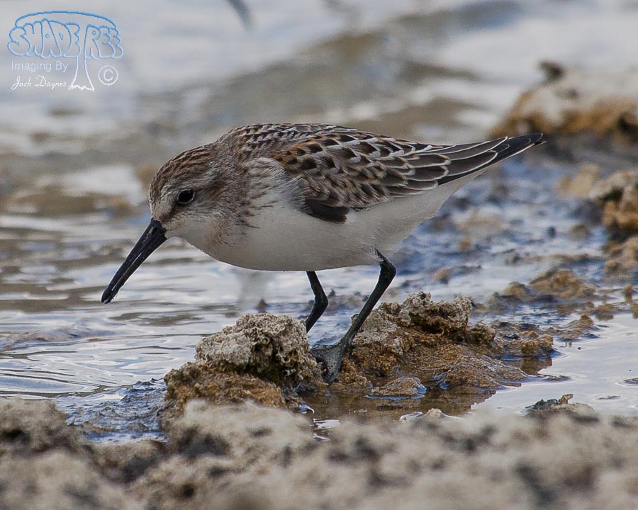 Wilson's Phalarope - Phalaropus tricolor