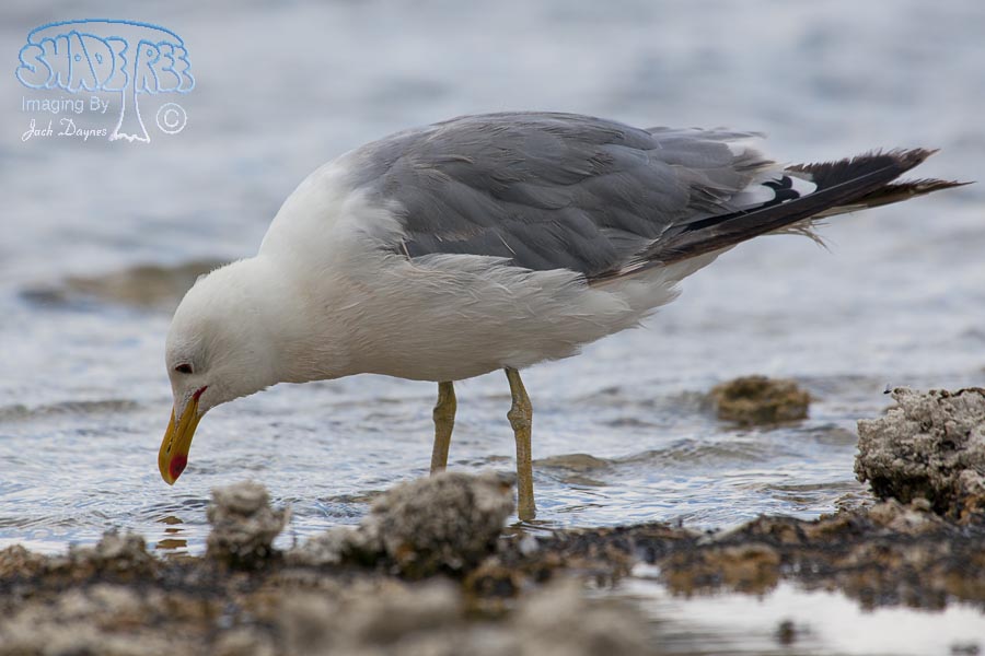 California Gull - Larus californicus