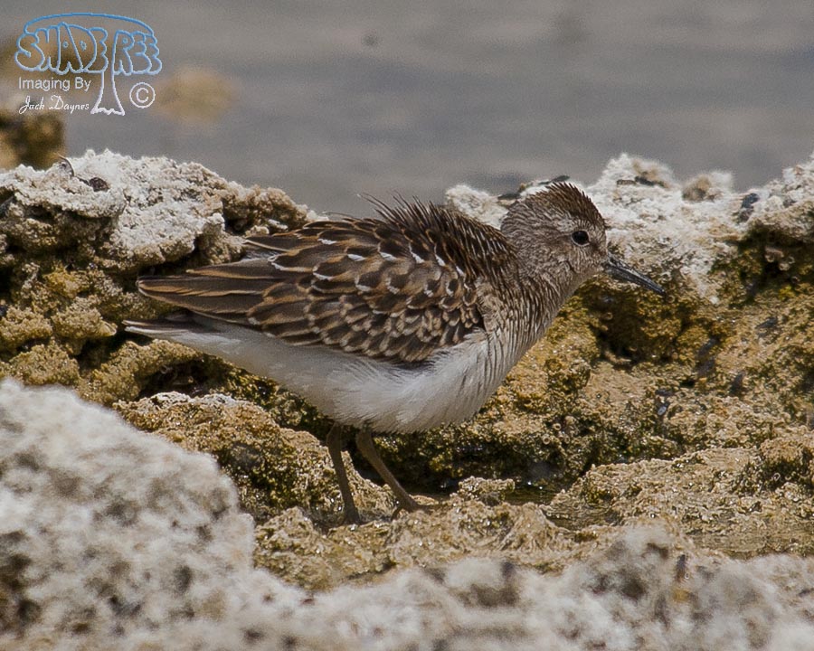 Least Sandpiper - Calidris minutilla