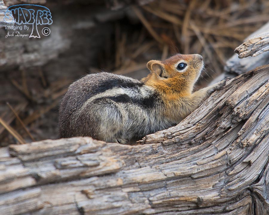 Golden-Mantled Ground Squirrel - Callospermophilus lateralis