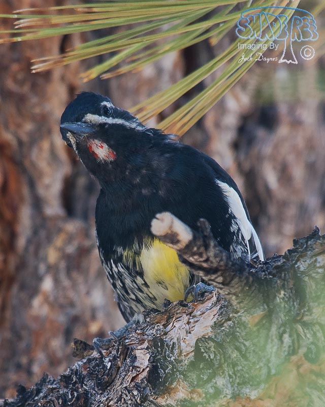 Williamson's Sapsucker - Sphyrapicus thyroideus
