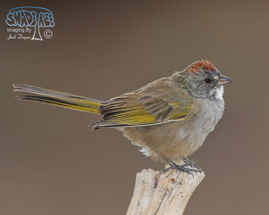 Green-Tailed Towhee - Pipilo chlorurus