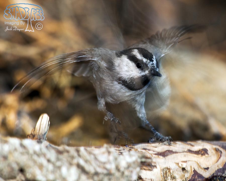 Mountain Chickadee - Poecile gambeli