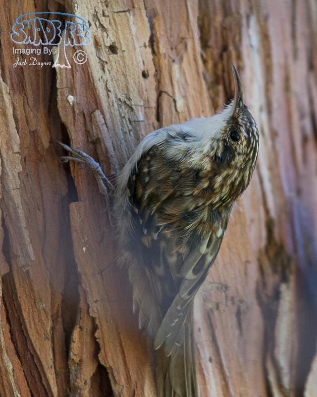 Brown Creeper - Certhia americana