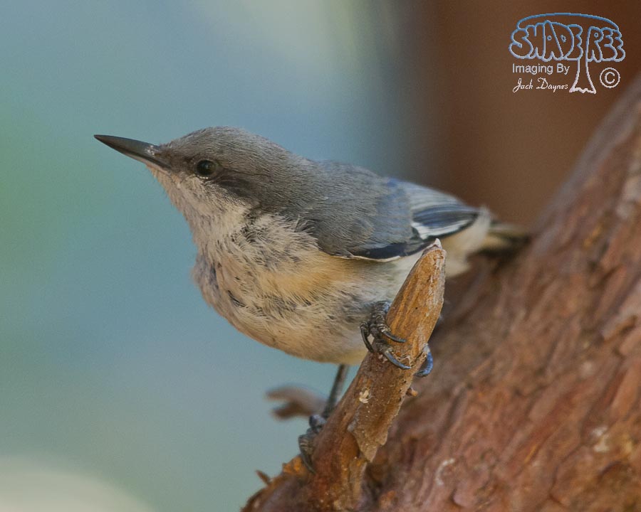 Pygmy Nuthatch - Sitta pygmaea
