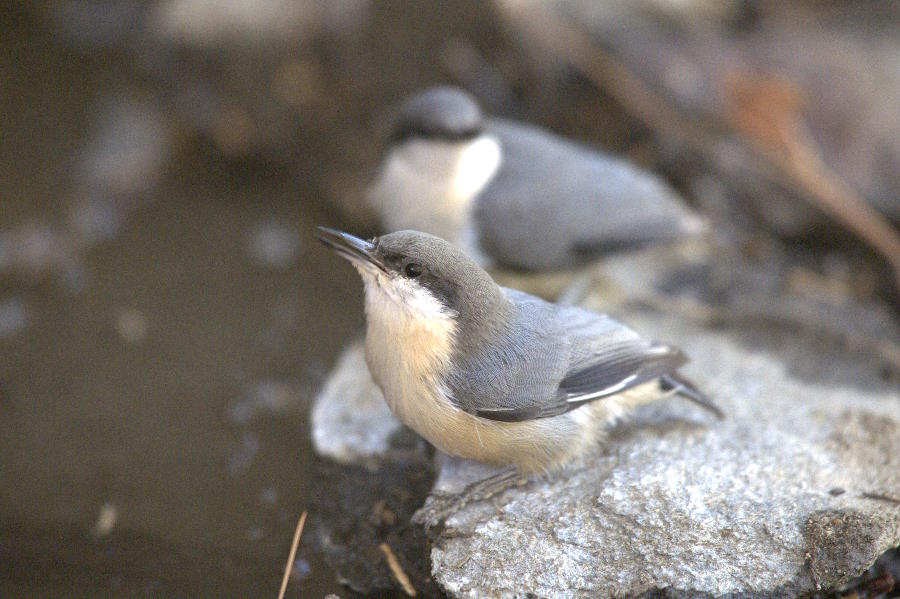 Pygmy Nuthatch - Sitta pygmaea