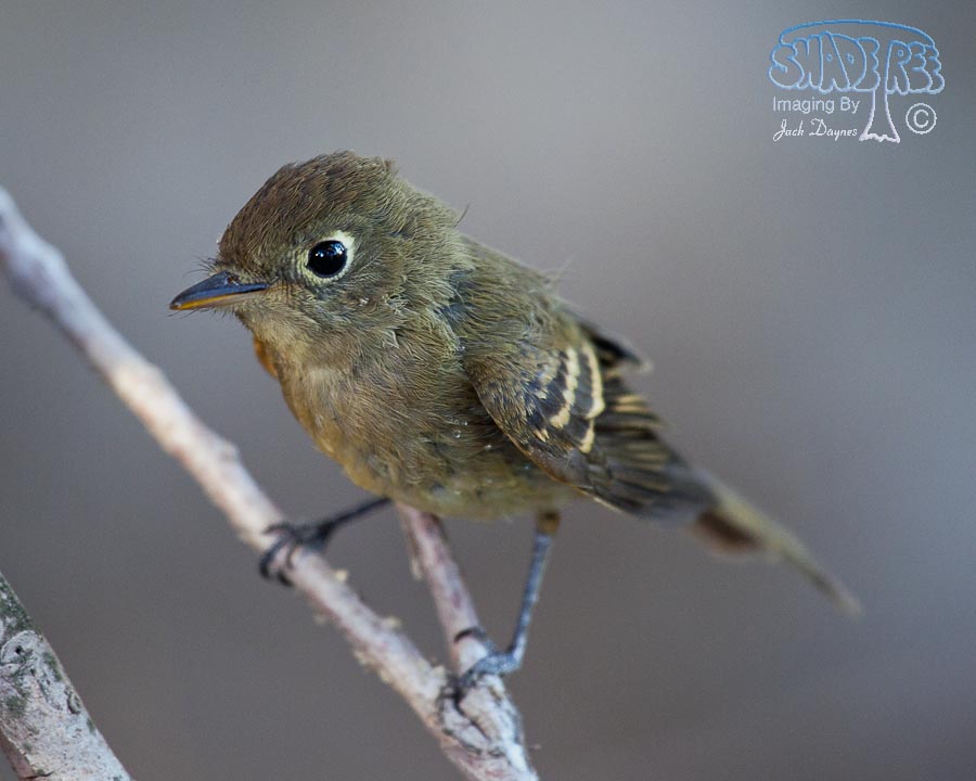 Pacific-Slope Flycatcher - Empidonax difficilis